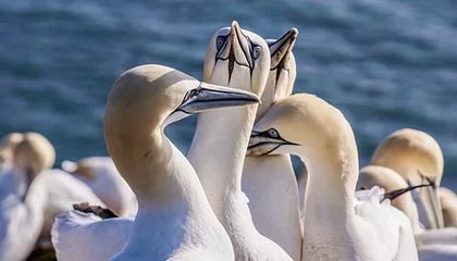 【现场】双星难奈无敌之师 篮网赛季惨遭太阳双杀