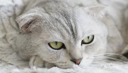 【现场】双星难奈无敌之师 篮网赛季惨遭太阳双杀